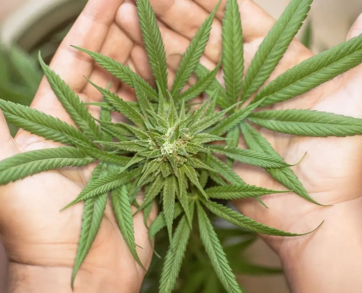 Are Cannabis Plants Perennial
