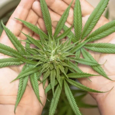 Are Cannabis Plants Perennial