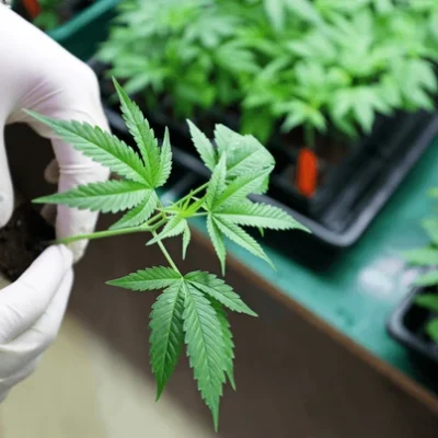 Where does marijuana grow?