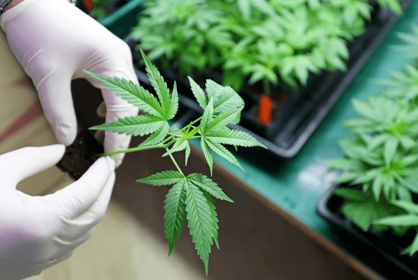 Where does marijuana grow?