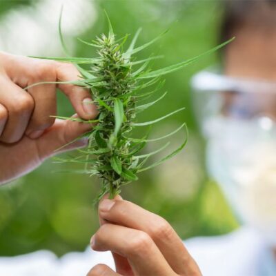 Top 10 Cannabis Stories